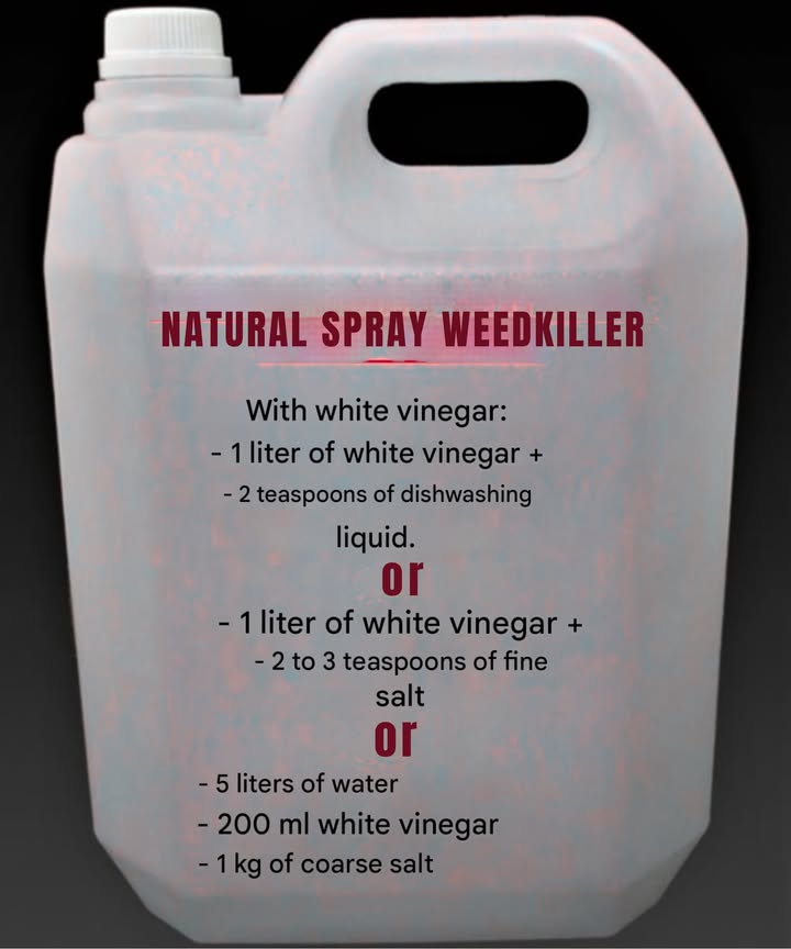 How to Make Your Own Natural Weed Killer for the Garden 

With all the harm that chemical pesticides and weed killers cause to our planet, its more important than ever to turn to natural solutions. Here are some easy, eco-friendly recipes to help you get rid of weeds effectively and safely.

1 Potato Cooking Water
Dont throw away the water after boiling potatoes! While still hot, pour it directly onto weeds growing in your garden paths and borders. This simple method repeated regularly keeps your garden clean naturally.

2 Fresh Nettle Fertilizer
Chop 2 kg of fresh nettles and soak them in 10 liters of water. Let the mixture ferment for 10 days in a shady spot because of the smell when temperatures are around 20C. Strain and spray the liquid on your weeds. You can compost the leftover nettles to enrich your soil.

3 White Vinegar  Dish Soap
Mix 1 liter of white vinegar with 2 teaspoons of dish soap. Pour into a spray bottle and spray on weeds. The soap helps the solution stick to leaves for better effect. This mixture is biodegradable and non-toxic.

4 White Vinegar  Fine Salt
Add 2 to 3 teaspoons of fine salt to 1 liter of white vinegar. Stir well until dissolved, then spray on weeds, preferably on sunny days for a stronger and quicker effect.

5 Manual Weeding
For those who love a workout, hand-pulling weeds is the ultimate natural methodprecise, chemical-free, and very effective, especially for small patches.

Now youre equipped to fight weeds effectively without harming the environment. Lets protect our planet one garden at a time!

Happy gardening!