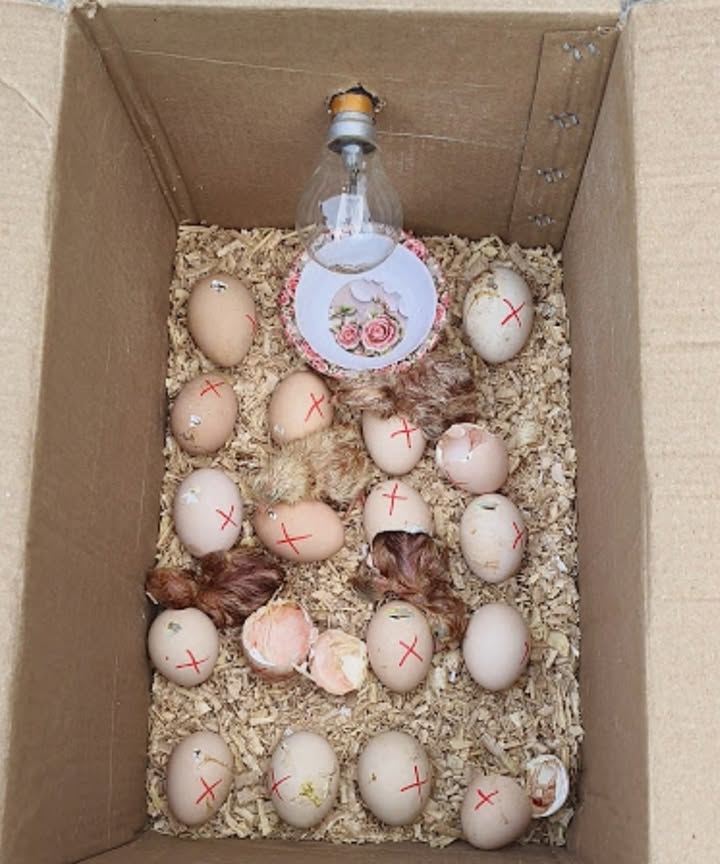 Homemade Egg Incubator  Easy Step-by-Step Guide

 What Youll Need:

Insulated box like a Styrofoam cooler or thick cardboard box

Light bulb or heat lamp for warmth

Thermostat to control the temperature

Thermometer  hygrometer for monitoring

Small fan for air circulation

Egg tray or carton

Shallow dish for water humidity

Tools: scissors, tape, drill

 How to Build It:

1. Prepare the box

Clean it thoroughly

Drill small holes for ventilation

Add a clear window on top for checking inside

2. Install heating

Attach the bulb safely inside

Connect the thermostat to maintain a steady 99.5F 37.5C

3. Add a fan

Place it to gently circulate warm air evenly

4. Set the eggs

Use a tray or carton

Place eggs with the narrow end facing down

5. Maintain humidity

Add a shallow container of water inside the box

 Ideal Conditions:

Temperature: 99.5F / 37.5C

Humidity:

Day 118: 4050%

Day 1921: 6570%

 Turning the eggs:

Turn them 35 times daily

Mark each side to keep track

 Candle the eggs:

Check on day 7 and 14 using a light

Remove any infertile eggs

 Avoid these mistakes:

Letting temperature fluctuate

Not enough humidity  chicks may stick to the shell

Overcrowding  reduces airflow and increases risks

 Why make your own incubator?

Much cheaper than buying one

You control every detail

A fun and educational project