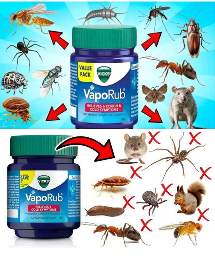 Want to use something from your medicine cabinet to keep pests away? Try mentholated ointment
With ingredients like menthol, camphor, eucalyptus oil, and cedar, this ointment can help naturally repel insects and small rodents.

 How to use it:

 To repel ants
Apply a small amount around cracks, doorways, and other entry points.

烈 To keep mosquitoes away
Rub a bit on exposed skin or place small open containers near windows and doors.

練 To deter flies
Wipe some ointment on cloths or place small pots near garbage or food areas.

 To discourage spiders
Use it along baseboards, windowsills, and corners.

 To drive away mice
Soak cotton balls with the ointment and place them behind appliances, inside cupboards, and in dark corners.

 Helpful tip: Always follow the manufacturers instructions and keep the ointment out of reach of children and pets.