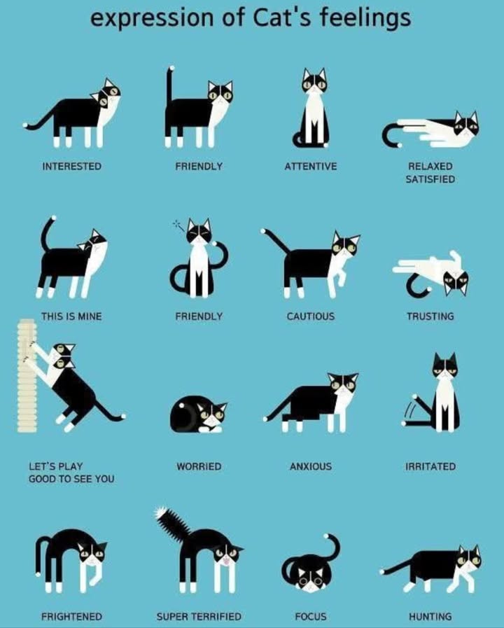 Decoding Your Cat: Understand Feline Feelings Through Body Language! 
Cats may not talk, but theyre constantly communicating! From playful twitches to subtle ear flicks, heres how to tell what your kitty is really feeling. 

 Positive Emotions
 Curious & Interested
Ears forward, eyes wide, body leaning in  theyre ready to explore!

 Friendly
Rubbing your leg? Upright tail with a curl? Thats love and comfort.

 Attentive
Ears perked, still body  theyre watching and waiting.

 Relaxed & Happy
Lounging, loose muscles, slow tail swish = total zen.

 Youre Mine
Cheek rubs or kneading = scent marking & affection.

 Trusting
Exposes belly = deep trust not always an invite to rub!.

 Playful & Excited
Bouncy steps, twitchy upright tail, dilated pupils = Lets play!

 Negative Emotions
 Cautious
Low body, swiveling ears, narrowed eyes  assessing danger.

 Worried
Tense posture, wide eyes, tail tucked = Im unsure

 Anxious
Pacing, grooming, panting  stress signs are stacking up.

 Irritated
Flattened ears, flicking tail, growling = Back off!

 Scared
Hiding, dilated pupils, tightly curled body  fear in full effect.

 Super Terrified
Arched back, puffed-up fur, hissing or fleeing  total panic mode.

 Other Moods
 Hunting/Focused
Low stalk, twitchy tail, locked eyes, dilated pupils  the predator awakens!

易 Pro Tip:
Always watch the ears, eyes, tail, and posture  they reveal more than meows ever could!