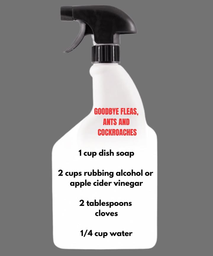 Simple natural spray against fleas, ants, and cockroaches 荒

 Ingredients
 1 cup dish soap
 2 cups alcohol or apple cider vinegar
 2 tbsp cloves
 1/4 cup water

 Preparation
1 Boil the water, add the cloves, and let steep for 10 minutes.
2 In another container, mix the dish soap with the alcohol or vinegar.
3 Add the cooled clove infusion.
4 Pour into a spray bottle and shake gently.

 How to use
 Spray in corners, around doors, windows, and infested areas.
 Reapply regularly for lasting effectiveness.
 Keep the house clean to prevent attracting insects.

 A practical and chemical-free method to protect your home naturally.