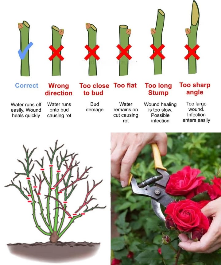 The Art of Rose Pruning: 7 Steps for Healthy Blooms 

1 Choose the right time 
Prune in late winter or early spring after the last frost, when buds begin to swell.

2 Prepare your tools 理
Use sharp bypass pruners, long-handled loppers, gardening gloves, and disinfectant for safe and clean cuts.

3 Remove dead or diseased wood 
Cut away brown, dry, or damaged branches. Keep only green, healthy wood by trimming back to live tissue.

4 Cut above outward-facing buds 
Make each cut about a quarter inch above an outward-facing bud at a 45-degree angle to direct growth outward and reduce water retention.

5 Thin crowded branches 
Remove branches that cross or rub to improve airflow and light, shaping the plant in an open, vase-like form.

6 Shape the plant 
Aim for balance and symmetry by removing weak or spindly growth, focusing energy on strong branches.

7 Feed and mulch 
Apply balanced fertilizer after pruning and cover the soil with mulch to retain moisture, control weeds, and stabilize temperature.

 Maintain roses with regular pruning, adapt techniques to the rose type, and disinfect tools between cuts for long-lasting vibrant blooms.