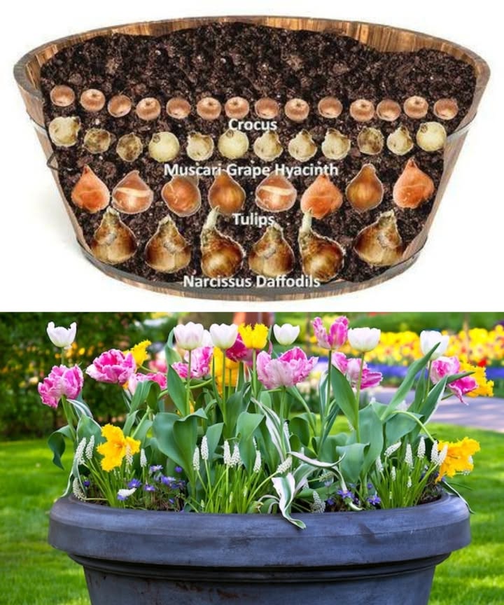 Bulb Lasagna in a Pot 

Bulb lasagna is a simple yet clever way to enjoy flowers over several weeks. Different bulbs are planted in layers inside a deep container. Each variety blooms at a different time, creating a continuous display of colors.

1 Bottom layer: Daffodils
Plant them about 15 cm deep. They are hardy and bloom early in spring.

2 Middle layer: Tulips
Placed around 12 cm deep, they follow the daffodils and add vibrant colors.

3 Higher layer: Grape hyacinths Muscari
Set at about 8 cm, these small blue flowers are easy to grow and brighten the arrangement.

4 Top layer: Crocuses
Planted just 5 cm deep, they appear first, often at the very end of winter.

 Planting tips
Choose a pot at least 3040 cm deep. Add a drainage layer at the bottom, place soil between each layer of bulbs, and water thoroughly after planting. Keep the pot in a sheltered spot until spring.

 Final effect
The flowers emerge in sequencefirst crocuses, then muscari, tulips, and finally daffodilsturning your container into a changing floral centerpiece for weeks.