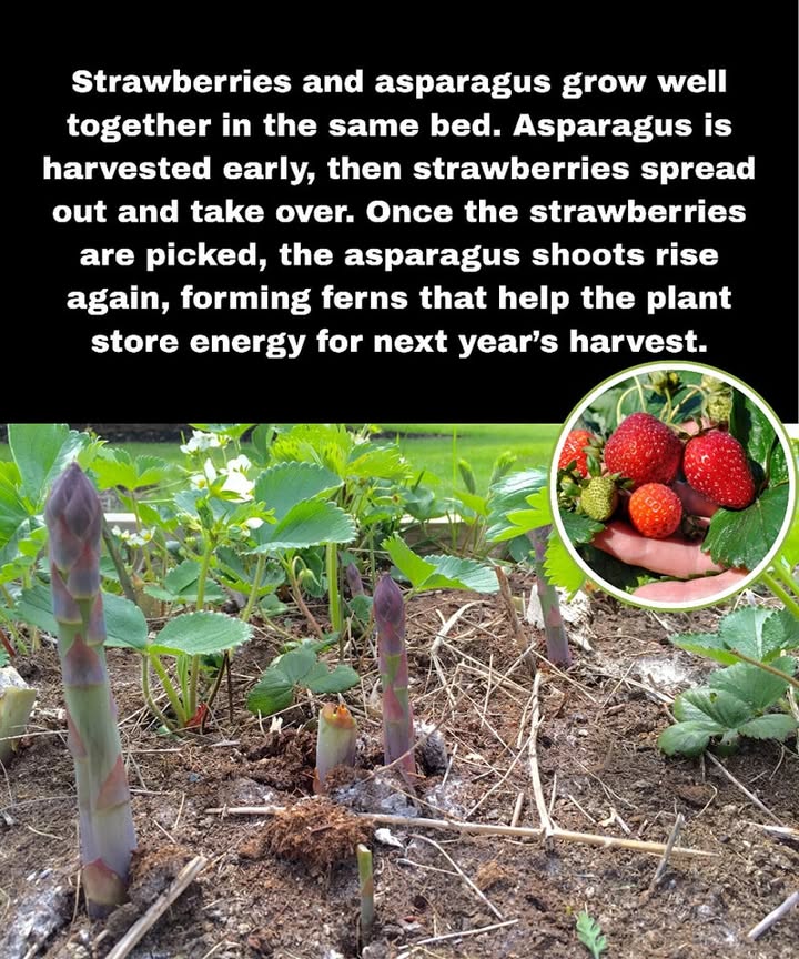 Why Strawberries and Asparagus Grow Well Together

Different Roots: Asparagus roots grow deep; strawberries stay shallow, so they dont compete for nutrients.

Harvest Timing: Asparagus is picked early; strawberries take over later, using space efficiently.

Shade & Moisture: Tall asparagus ferns provide shade, helping strawberries keep soil moist and cool.

Weed Control: Strawberries act like a mulch, reducing weeds.

Space Use: They share space and resources, boosting garden productivity sustainably.