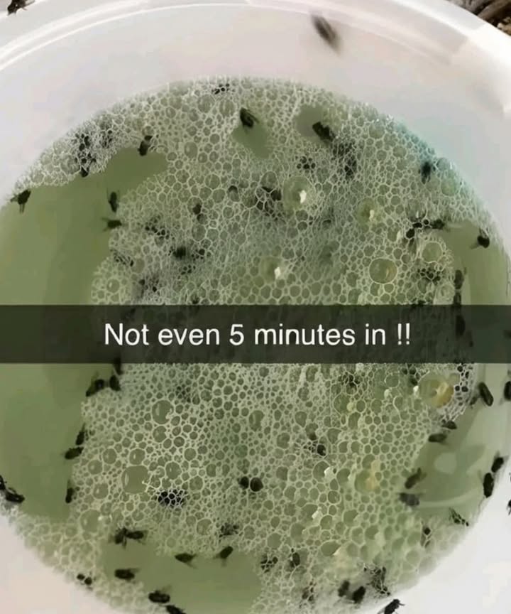 With warmer days coming, this simple trick is a lifesaver!

Just place it in your kitchen, and say goodbye to flies, mosquitoes, and other bugs.

Youll need:

 cup vinegar

 cup olive oil or any vegetable oil

 cup shampoo

How to make it:

1. Mix the vinegar, oil, and shampoo in a bowl.

2. Set the bowl out in your kitchen  bugs will be drawn to it.

3. Leave it for a few hours, or until you notice fewer insects.

4. Replace as needed.

Its natural, easy, and super effective!