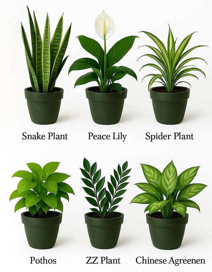 Keeping certain indoor plants can support cleaner air, especially in low-light rooms. Here are six easy-care plants:

1. Snake Plant Sansevieria
Handles low light very well and is known for improving indoor air quality.

2. Peace Lily Spathiphyllum
Helps reduce common indoor toxins and grows even in shaded areas.

3. Spider Plant Chlorophytum
Very easy to look after and effective at filtering the air.

4. Pothos Epipremnum aureum
Thrives in low light and absorbs several indoor pollutants.

5. ZZ Plant Zamioculcas zamiifolia
Grows well in shade and contributes to a healthier indoor environment.

6. Chinese Evergreen Aglaonema
Adapts well to weak light and helps reduce harmful particles in the air.