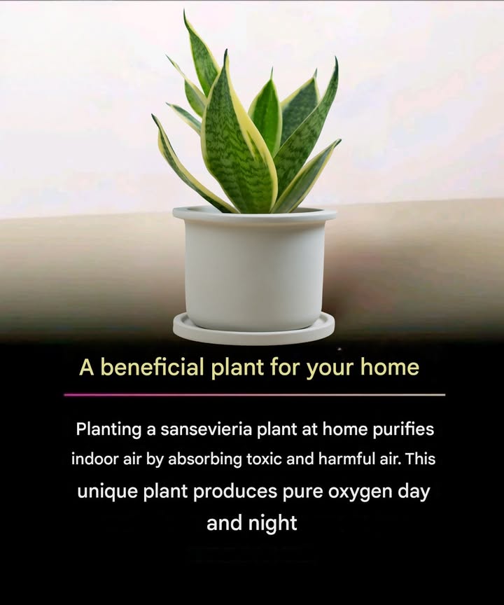 Sansevieria: a natural ally for your home 

1 Air purification: it helps filter out harmful particles from indoor air.
2 Continuous oxygen: unlike many plants, it releases oxygen both day and night.
3 Low maintenance: highly resilient, it tolerates drought and requires little care.
4 Decorative touch: its upright, patterned leaves add elegance to any room.

 Sansevieria: a simple and useful plant 

1 Cleaner air: it contributes to reducing impurities and improving indoor atmosphere.
2 Constant oxygen: this plant is unique in providing oxygen around the clock.
3 Easy care: it grows effortlessly and withstands long periods without watering.
4 Aesthetic value: its modern, architectural look enhances living rooms, bedrooms, or offices.

#fblifestyle