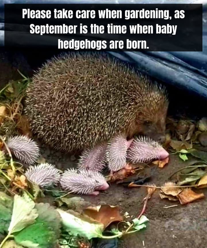 Hedgehogs in September

September is a period when baby hedgehogs are often born.

While gardening, check piles of leaves, grass, or compost, as hedgehogs may be resting there.

Young hedgehogs are delicate and stay close to their mother for care.

Protecting their natural shelter supports biodiversity in the garden.

A little care can help these useful animals, which feed on insects and slugs.