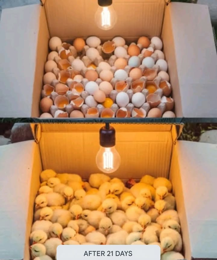How to Build a Simple Homemade Egg Incubator

Materials Needed: sturdy cardboard box, incandescent bulb with socket, thermometer, hygrometer, small water container, sawdust or shredded paper, fertilized eggs.

Box Setup: Line the bottom with sawdust or paper. Space the eggs to allow airflow.

Heat Source: Install the bulb 1015 cm above the eggs. Maintain a temperature of 37.5C 99.5F.

Humidity: Keep humidity between 5060% for the first 18 days, then increase to 6570%.

Turning the Eggs: Gently turn eggs 23 times daily until day 18. Stop turning after that.

Monitoring: Check temperature and humidity every day. Adjust bulb height or water as needed.

Hatching: Around day 21, chicks should start breaking through their shells.

 Benefits: low-cost, educational, eco-friendly, and suitable for all ages.
 Note: Do not use LED bulbs they dont produce enough heat. Only fertilized eggs will hatch.