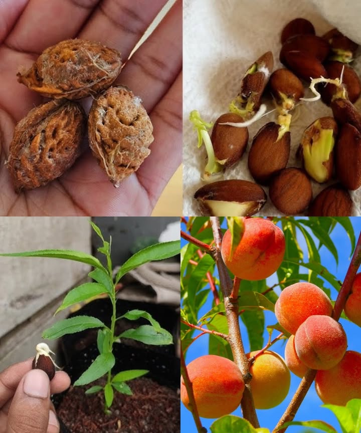 Grow a Peach Tree from Seed at Home 

Growing a peach tree from seed might sound tricky, but with a bit of patience and the right steps, its totally doableand rewarding!

1 Choose a Healthy Seed
Pick a ripe, juicy peach and remove the pit. Clean off any fruit flesh with water. 識

2 Crack the Pit Carefully
Gently open the hard outer shell with a nutcracker or pliers to get the inner seed. Be careful not to damage it! 

3 Soak the Seed
Place the seed in warm water and let it soak for 24 hours to help it wake up. 

4 Cold Stratify
Wrap the seed in moist paper towel or sphagnum moss, place it in a sealed plastic bag, and refrigerate for 68 weeks. This mimics winter and helps the seed sprout. 

5 Time to Plant
Check if its sprouting. If so, plant it in a small pot with well-draining soil. Bury it about 1 inch deep and water gently. 華

6 Give It Sun and Care
Place the pot in a sunny spot. Keep the soil moist not soggy. When your seedling is about 6 inches tall, you can repot it or move it outdoors. 

7 Extra Tips
Use organic compost for better growth and watch for pests. Healthy soil means a happy tree! 

With care and a little patience, youll be on your way to growing your very own peach tree from seed. Good luck, and enjoy the journey!