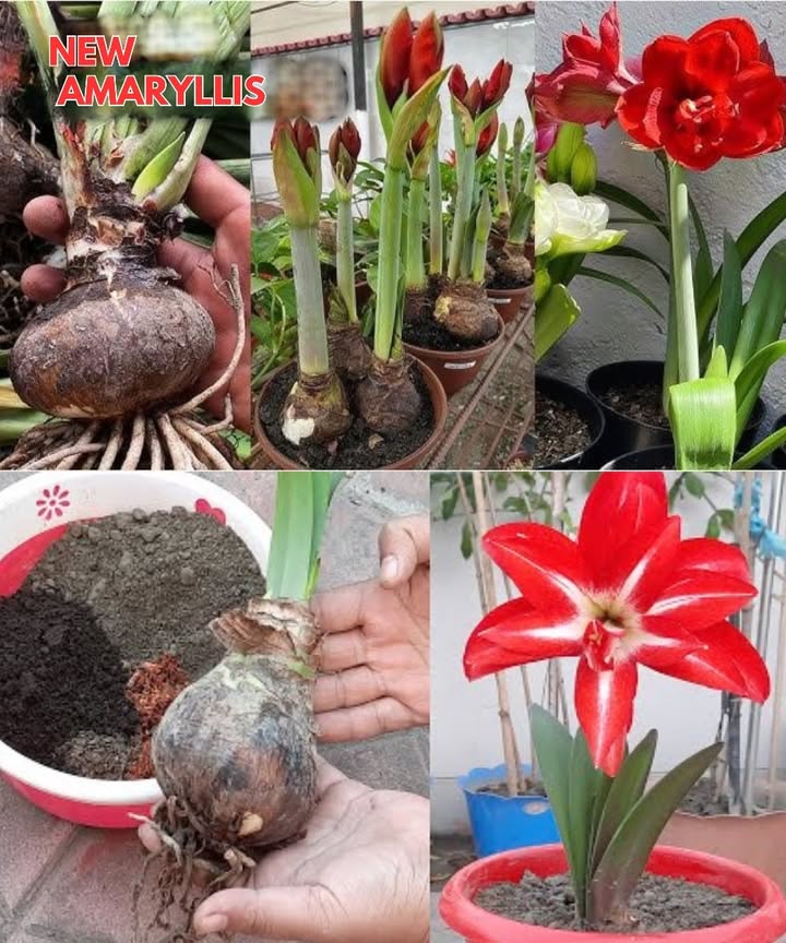 How to Grow Amaryllis and Encourage Reblooming

Materials and basic care:

1. Soil and watering: use a well-draining, medium-textured soil. Add sand if needed to support mature plants. Water only when the soil surface is dry. Place the plant in a sunny, well-drained location.

2. Soil preparation: amaryllis prefers direct or partial sunlight and soil with good drainage, pH between 6.0 and 6.8. If the soil is sandy, add well-decomposed compost.

3. Bulb selection: large bulbs flower sooner, while smaller ones take longer. They can be grown both indoors and in the garden.

4. Flowering period: blooming usually occurs between March and June. Keep the top 5 cm of soil slightly moist but avoid waterlogging.

5. Fertilization: apply slow-release organic fertilizer in autumn, after flowering, and before new leaves appear.

Pruning and additional care:

1. Pruning: once flowering is over, cut back the flower heads and stems. Remove dead leaves at the end of spring.

2. Pests and diseases: slugs and snails are the most common pests. Use iron-based pellets to protect the plants. In humid conditions, apply a copper fungicide to prevent leaf damage.

Propagation and reblooming:

1. Propagation: divide the bulbs in late spring or early summer when the leaves are completely dry. Replant them immediately.

2. Reblooming: allow bulbs to rest for 1012 weeks in a cool, dry place. After dormancy, replant them in fresh soil and place them in a sunny spot.