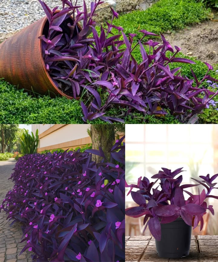 Purple Heart Tradescantia pallida Care Made Easy
Show off those stunning purple, trailing stems!

 Light: Bright, indirect light is idealsome direct sun deepens the color.
 Water: Let the top inch of soil dry; keep soil lightly moist, never soggy.
 Soil: Use a well-draining potting mix.
 Temperature: Thrives at 6080F 1627C with average humidity.

 Where to Show Off Your Purple Heart:

Hanging baskets

Shelves

Groundcover for a bold pop of color

 Pro Tips for a Thriving Plant:
 Fertilize monthly in spring and summer.
 Prune to keep it bushy and full.
 Pinch back stems to encourage branching.
 Propagate easily from stem cuttings.

A low-maintenance beauty that rewards you with rich, vibrant foliage!