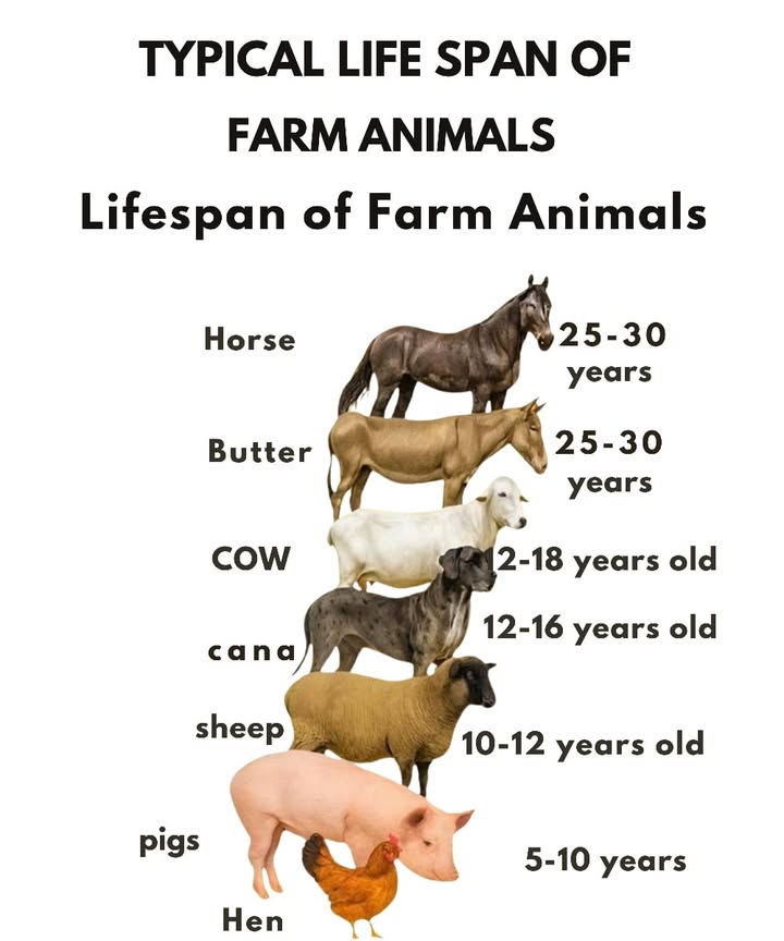 Typical Lifespan of Farm Animals 

1 Horse   25-30 years
A noble and long-lived animal, often thriving for decades with proper care.

2 Donkey 𢡊  25-30 years
Hardy and strong, usually living as long as horses.

3 Cow   12-18 years
Lifespan varies depending on farming practices, and can be longer in natural conditions.

4 Dog   12-16 years
The loyal guardian of the farm, with a lifespan similar to household dogs.

5 Sheep   10-12 years
Can live over ten years with good care, but less in intensive systems.

6 Pig   5-10 years
In the wild, can live beyond ten years, though rarely reaches this age in farming.

7 Chicken   5-10 years
Rustic but shorter-lived compared to other backyard animals.

 Natural food, proper space, and good management help these animals live longer and healthier lives.