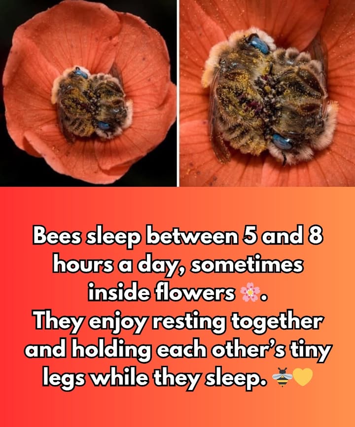 The amazing rest of bees 

 Yes, they sleep too
Bees rest between 5 and 8 hours a day, usually inside flowers or safely within the hive.

 Daily rhythm
During the day, they work tirelessly collecting nectar and pollen, and at night they recharge for the next day.

 A busy and well-organized life
 They gather food
 They pollinate flowers
 They communicate with precision inside the hive

 Essential rest
Sleeping helps them stay energetic, coordinate their flight, and ensure the survival of the entire colony.