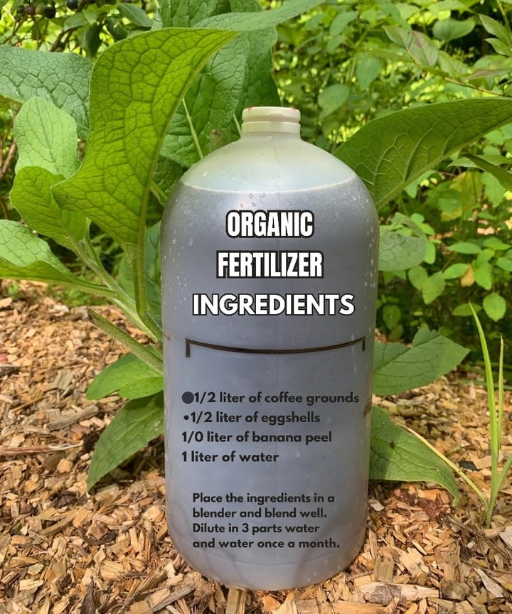 Homemade Organic Fertilizer: Easy and Powerful Recipe 讀

1 Gather the ingredients
 cup of coffee grounds,  cup of crushed egg shells, and  cup of banana peel. And dont forget 1 liter of water! If you forget the banana, your plants wont complain… but theyll miss it!

2 Blend it all together
No worries! Mix it until it becomes a smooth liquid yes, the smell is odd, but it works!.

3 Dilute before using
Use 1 part of the fertilizer to 3 parts of water. Dont apply it pure directly to the pot, or you might overwhelm your plants with too much love!

4 Water with care
Once a month is enough. Your plants will thank you with greener and happier leaves 

 Golden tip: Store any leftover mixture in the fridge but dont drink it by mistake!