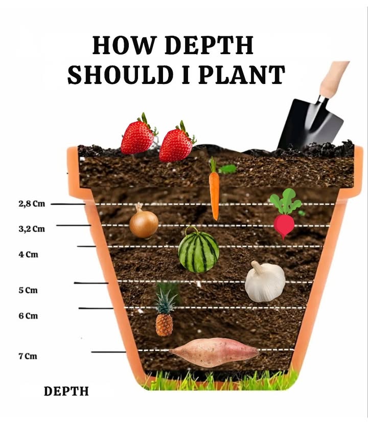 Planting Guide for Bulbs, Vegetables & Fruits: The Right Depth for Stunning Blooms and Harvests! 凌

 5 cm deep
 Bulbs: Snowdrops, crocuses, dwarf irises.
塞 Vegetables: Garlic cloves pointy end up.
 Fruits: Pineapple tops set just below the soil surface.

 810 cm deep
 Bulbs: Grape hyacinths, ranunculus, hyacinths, tulips.
凜 Vegetables: Onions, seed potatoes first stage.
 Fruits: Banana suckers, planted deep to anchor well.

 1520 cm deep
 Bulbs: Daffodils, alliums, lilies, fritillaries.
凌 Vegetables: Sweet potatoes, Jerusalem artichokesdeep planting for strong roots.
 Fruits: Young grapevinesdeep roots mean stronger, healthier plants.

 Key Tips:
 Always plant bulbs and crowns facing up.
 Keep proper spacing according to plant or bulb size.
 Enrich the soil with compost or bone meal.
 Water after planting, and mulch if temperatures drop.

 Best Planting Times:
 Fall: For spring flowers and hardy root veggies.
 Spring: For summer blooms, strawberries, melons, and heat-loving crops.

凜 With the right depth, your bulbs, veggies, and fruits will thrive and reward you with a beautiful, productive garden!