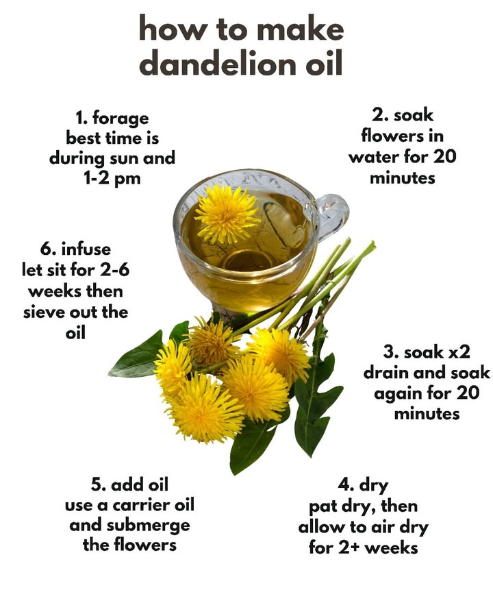 Dandelion Oil for Muscles and Skin 

1 Harvest blossoms on bright sunny days, ideally between 1 and 2 pm, when they are fully open.
2 Soak the flowers in water for 20 minutes, drain, and repeat to remove dirt and insects.
3 Gently pat the flowers dry and leave them to air-dry for at least two weeks.
4 Place the dried blossoms in a clean jar and cover completely with a carrier oil such as olive, almond, or jojoba.
5 Let the mixture infuse for 2 to 6 weeks in a cool, dark place, then strain carefully to obtain your finished oil.
