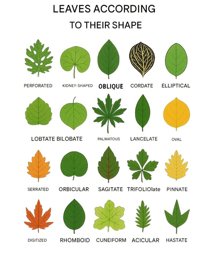 Types of Leaf Shapes: A Visual Guide