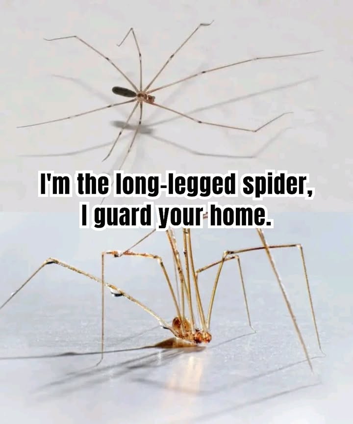 The Cellar Spider: A Silent Guardian in Your Home

Part of the Pholcidae family, the cellar spider is a harmless creature often found in corners, basements, or ceilings. Despite its delicate appearance, its a skilled predator that helps keep your home pest-free.

These spiders feed on insects such as flies, cockroaches, and even other spiders like the recluse or black widow. By doing so, they naturally reduce the number of unwanted pests indoors without the need for chemicals.

While their webs can look a bit messy, cellar spiders play an important role in maintaining your homes ecological balance. Instead of removing them right away, consider them quiet helpers working behind the scenes to protect your living space.