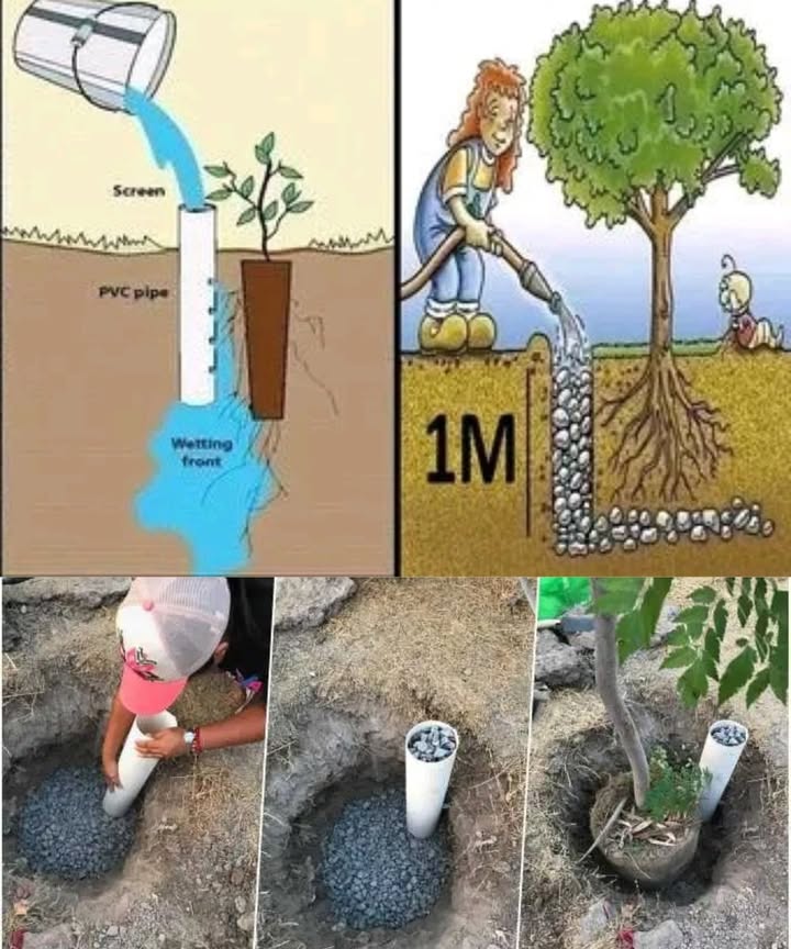Simple Method for Deep Watering a Tree 

1 Dig a hole about 1 meter deep and place a PVC pipe vertically next to the tree.

2 Fill the pipe with gravel to keep the water flowing and prevent blockages.

3 Plant the tree, making sure the roots are well set in the soil.

4 Pour water directly into the pipe so it reaches the roots deep underground.

5 Repeat watering regularly to ensure proper hydration and strong root development.

This method saves water, strengthens tree growth, and protects it from drought stress.