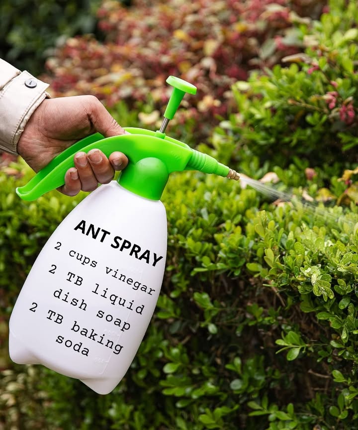 Bye-bye, ants! 
Every spring, I whip up a batch of this natural sprayand it works like a charm! No more ants in the kitchen or around the plants… and they stay away for good! 

 Homemade Ant Spray:
 2 cups apple cider vinegar or white vinegar
 2 tablespoons liquid dish soap
 2 tablespoons baking soda

 Mix slowly in a large bowl itll fizz!, then transfer to a spray bottle. Top off with water if needed.

 A chemical-free fix that really works!