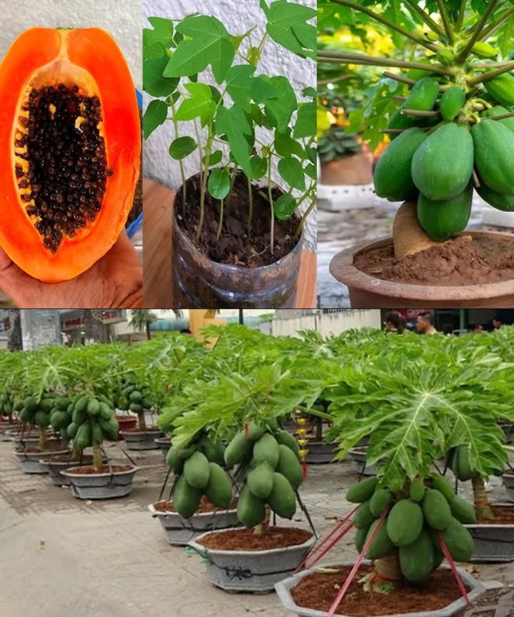 Papaya Seedling Tips 

1 Selecting Seeds: Pick fully ripened papayas and collect seeds that are dark in color.

2 Preparing Seeds: Wash the seeds well and soak them in lukewarm water to support germination.

3 Choosing Soil: Prepare a mix of peat moss, sand, and expanded clay for balanced nutrients.

4 Planting: Place seeds evenly in the soil, press lightly, and cover with a thin layer of soil.

5 Providing Conditions: Keep the soil moist but not soaked, and place in good sunlight.

6 Nurturing Seedlings: Watch their growth, provide steady water and light, and use a small greenhouse if possible.

7 Transplanting: When seedlings mature, move them carefully into separate pots, handling roots gently.

8 Continued Care: Water consistently, add fertilizer, and support the plant until fruiting stage.