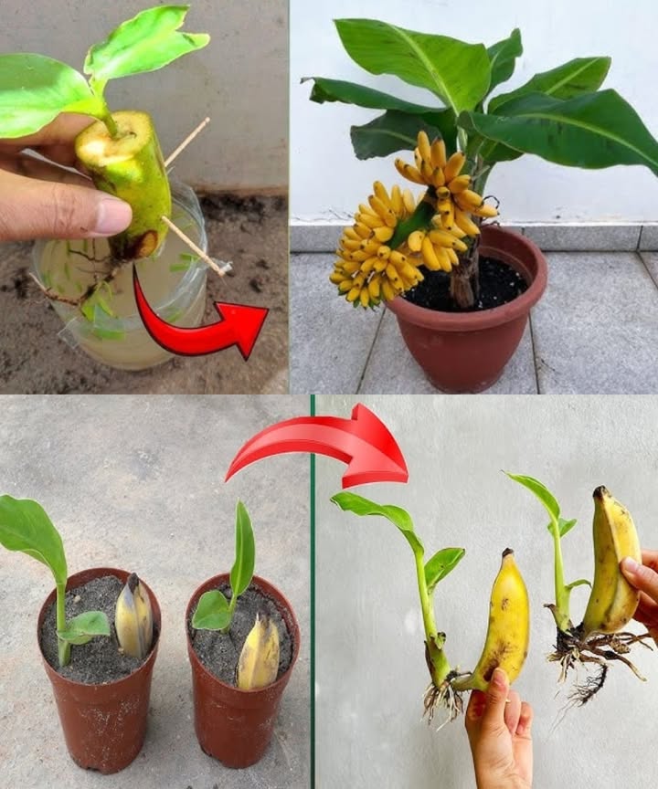 How to Grow a Banana Tree from Another Banana Tree  Simplified Steps

1. Pick a Mature Banana  Use a ripe banana from your plant or local store.

2. Peel with Care  Gently remove the peel without damaging the fruit.

3. Choose a Sunny Spot  Ensure its a warm area with good sunlight and drainage.

4. Enrich the Soil  Use nutrient-rich, well-drained soil.

5. Plant the Banana  Bury the banana sideways in the soil.

6. Water Generously & Mulch  Keep the soil moist and add mulch to hold moisture.

7. Provide Regular Care  Water often, fertilize quarterly, and shield from frost.

8. Watch for Sprouting  Look for fresh leaves signaling new growth.

9. Maintain the Plant  Trim dead leaves and remove unwanted shoots.

10. Enjoy the Harvest  Cut the bananas once ripe and enjoy your delicious harvest!