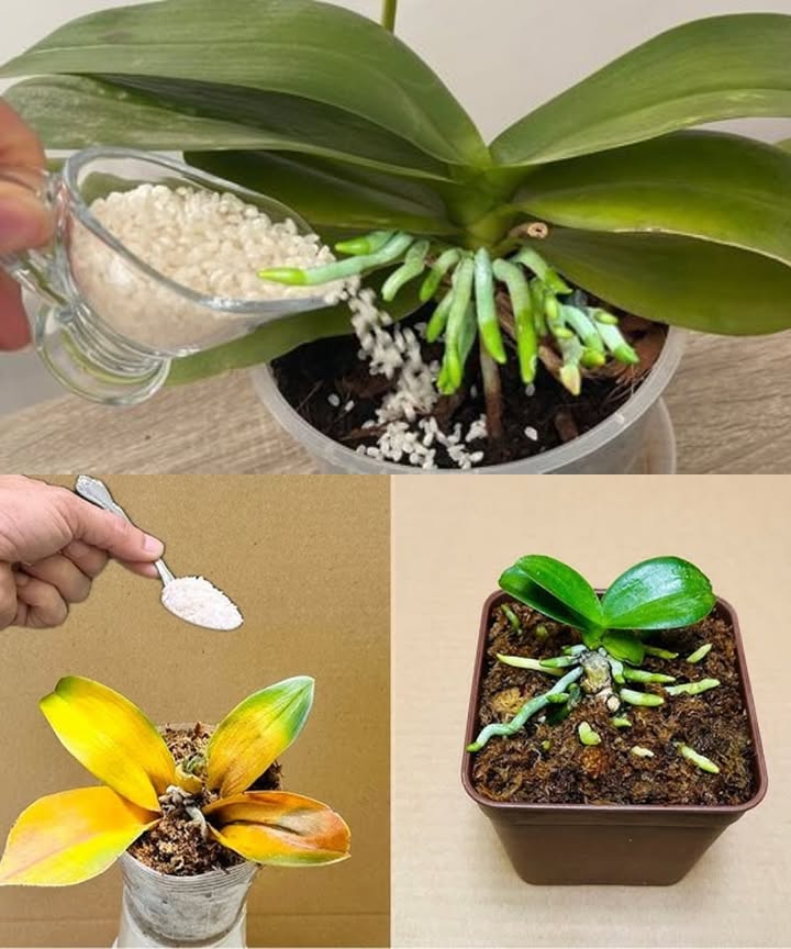 To keep orchids blooming year-round, follow these care tips:

Maintain consistent moisture to keep leaves healthy and roots strong.

Use organic fertilizer once a month; rinse roots by soaking the orchid in water for 30 minutes to remove fertilizer buildup.

Prepare beetroot fertilizer by blending 30g of beetroot with 1 liter of water, strain, and use the juice to clean leaves and spray the plant.

Use rice water by washing 5 tablespoons of rice, straining the water, then using it to clean leaves and soak roots for about an hour to enhance nutrient absorption.

Freeze rice water in ice cube trays for future use, thawing before applying to the orchid.

Following these steps will help orchids grow vigorously and bloom abundantly.