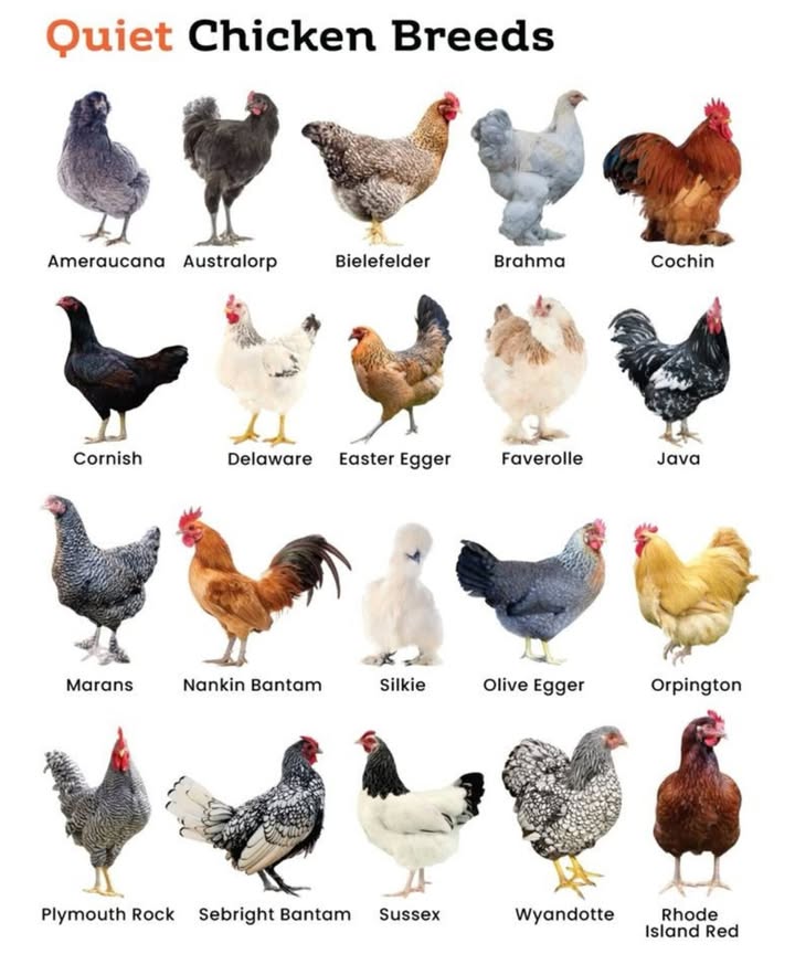 Listen to the Silence! 狼 Quiet Chicken Breeds for Peaceful Backyards!
 Ameraucana
 Lays: Blue eggs
 Calm, reserved, and low-noise

 Australorp
 Lays: Brown eggs
 Quiet, friendly, and super productive

 Bielefelder
 Lays: Large brown eggs
 Gentle giants with mild personalities

 Brahma
 Cold-hardy & calm
 One of the quietest large breeds

 Cochin
 Fluffy and docile
 Great for kids and quiet coops

 Cornish
 Less active = less noisy
 Mainly meat birds, but very calm

 Delaware
 Friendly and laid-back
 Calm nature, perfect for dual-purpose

 Easter Egger
 Lays: Blue, green, or pink eggs
 Sweet-tempered and calm

 Faverolle
 Extremely docile and chat quietly
 Ideal for gentle flocks

 Java
 Rare heritage breed
 Hardy, calm, and quiet

 Marans
 Lays: Dark chocolate eggs
 Gentle, quiet foragers

 Nankin Bantam
 Tiny & docile
 Naturally quiet and sweet

 Silkie
 Fluffy lap chickens
 Super gentle and barely make a peep

 Olive Egger
 Lays: Olive-green eggs
 Hybrid of quiet, calm breeds

 Orpington
 Known for friendliness
 One of the quietest and best for families

 Plymouth Rock
 Easygoing & adaptable
 Moderate noise levels

 Sebright Bantam
 Ornamental and small
 Lower volume by nature

 Sussex
 Curious, friendly, and usually quiet
 Great layers too!

 Wyandotte
 Balanced temperament
 Hardy and gentle cluckers

 Rhode Island Red
 Moderate noise
 Individual temperament varies

律 Tips for a Quieter Coop:
 Choose calm breeds  Start with natures introverts!
 Keep them busy  Toys, dust baths, and free-ranging reduce boredom and noise!.
 Create comfort  A secure, cozy coop = happier, quieter hens.