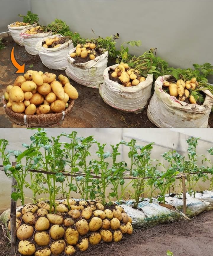 凜 Growing Potatoes in a Bucket

Pick a bucket with drainage holes at least 1015 liters.

Start with a layer of nutrient-rich soil and compost.

Place 23 sprouted potatoes on top, eyes facing upward.

Cover lightly with soil and water gently.

As the plants grow, keep adding soil around the stems.

Harvest once the leaves turn yellow and dry out.

 A simple and space-saving way to enjoy homegrown potatoes.