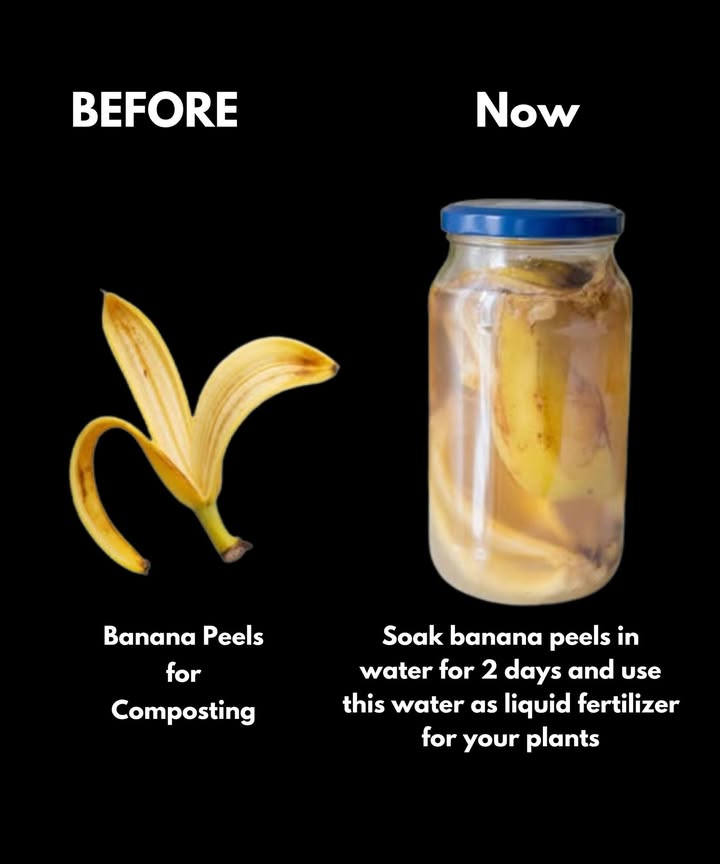 Banana Peels as Natural Fertilizer 

1 Collect banana peels after eating and keep them aside instead of throwing them away. This simple step transforms food waste into a valuable gardening resource.

2 Place the peels in a container filled with water and let them soak for about 48 hours. During this time, the nutrients from the peels gradually infuse into the water.

3 Allow the soaking water to absorb essential elements such as potassium, magnesium, and calcium. These minerals are vital for plant health, supporting stronger stems, greener leaves, and better flowering.

4 After soaking, use the enriched liquid directly to water your plants. Pour it at the base of the plants so the roots can absorb the nutrients efficiently.

5 Repeat this process regularly to provide a natural nutrient boost. It is a cost-free and sustainable alternative to chemical fertilizers, safe for both indoor and outdoor plants.

6 This method helps reduce kitchen waste, supports eco-friendly gardening practices, and keeps your plants healthy and productive over time.