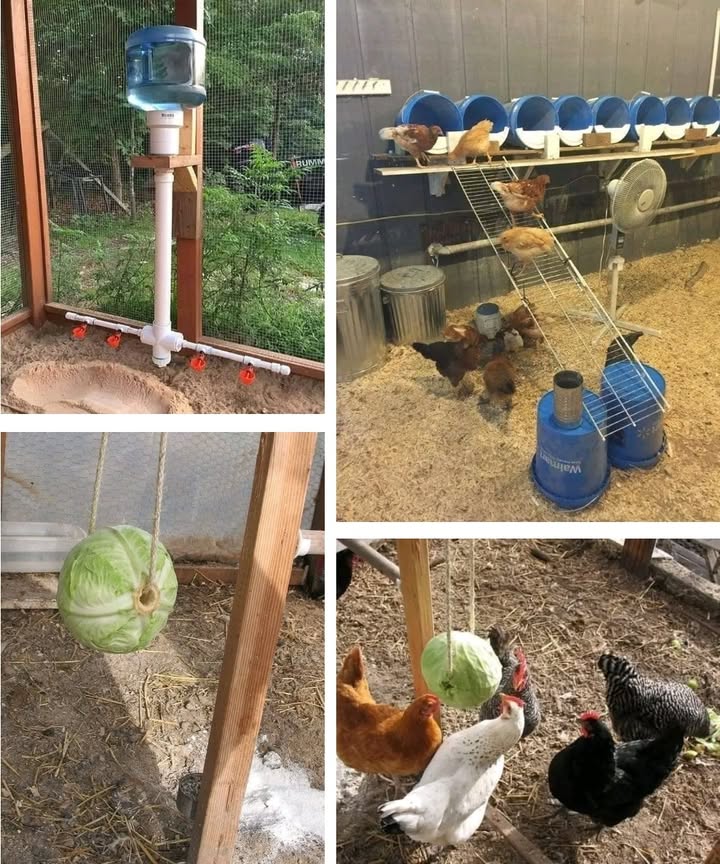 Smart and easy ways to care for your backyard hens