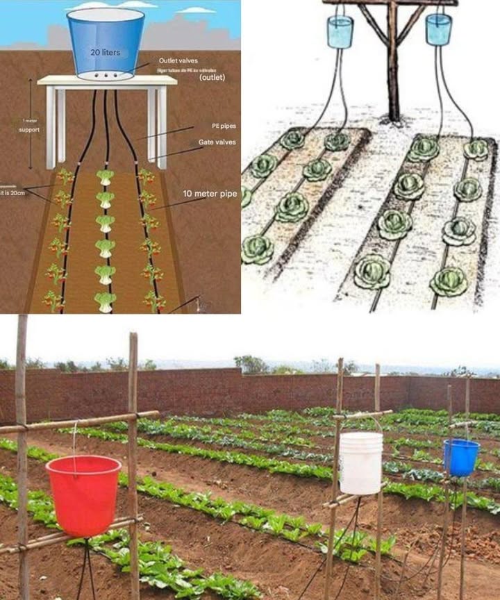 DIY Drip Irrigation System with 20-Liter Buckets 

1 Structure
20-liter buckets are placed at an elevated level and connected to polyethylene PE pipes with compression valves, ensuring even water distribution.

2 Water savings
The controlled flow prevents waste, keeps soil moisture stable, and reduces evaporation.

3 Plant spacing
Pipes and drippers are arranged according to plant distance, making sure each crop receives the right amount of water.

4 Advantage for farmers
This is a simple, affordable, and efficient solution, perfect for small-scale growers who want to boost productivity without extra costs.

5 Sustainability
The method promotes responsible water use, which is essential in dry climates or during water scarcity periods.
