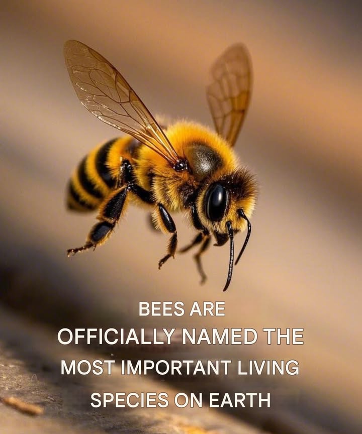 Bees have now been recognized as the most vital species on the planet.
This highlights their crucial role in maintaining lifes balance on Earth.
Protecting bees means safeguarding our own future.