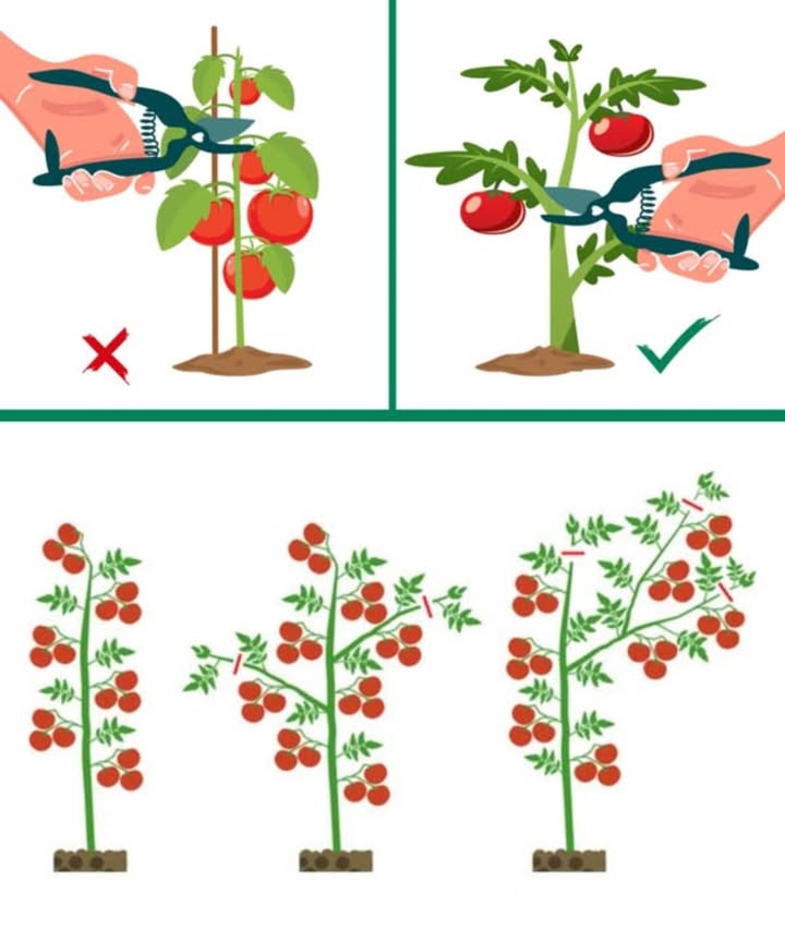 Avoid This Common Pruning Mistake for Healthier Tomato Plants! 

Pruning is key to growing strong, healthy tomatoes, but improper pruning can lead to spoilage in just days! Heres how to do it right:

1 Remove Suckers: Prune side shoots suckers when they reach about 5 cm. This prevents excessive foliage and focuses energy on fruit production. Use clean, sharp scissors for precise cuts.

2 Top the Plant: For tall varieties, cut the central stem above the last leaves to prevent excessive height and encourage lateral growth for better fruiting.

3 Water and Feed Properly: Water at the base of the plant and avoid getting leaves wet. Use balanced fertilizer to support healthy growth.

Tip: Avoid over-pruning and always give the plant some leaves to keep it strong!

Prune right, and enjoy a bountiful harvest of juicy tomatoes!
