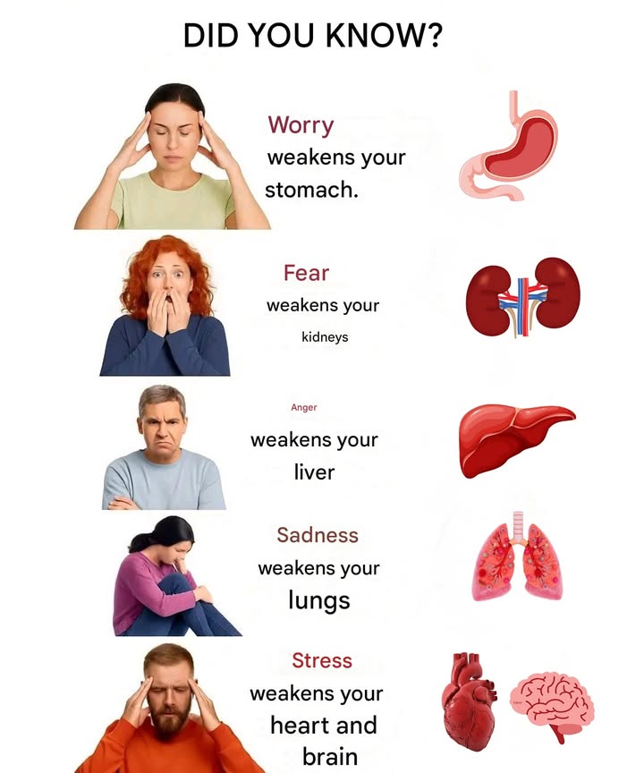 Emotions also affect the body

 Worry  Stomach
It can increase acidity, cause discomfort, bloating, and poor digestion.

 Fear  Kidneys
When constant, fear can affect kidney function and drain energy.

 Anger  Liver
Frequent anger can overload the liver, which is responsible for cleansing the blood.

 Sadness  Lungs
Deep sadness tends to weaken the lungs and make breathing more difficult.

 Stress  Heart and Brain
Chronic stress raises blood pressure and affects concentration and mental well-being.

律 Take care of your mind to strengthen your body too. Balanced emotions make a difference in health.