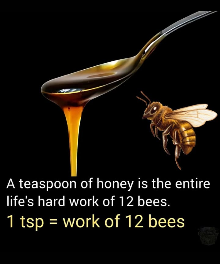 A Drop of Gold, A Lifes Work
Just one teaspoon of honey represents the lifetime effort of 12 bees.
Every drop is a gift of labor, teamwork, and pollinationessential not just for honey, but for life itself.
Lets respect the bees.