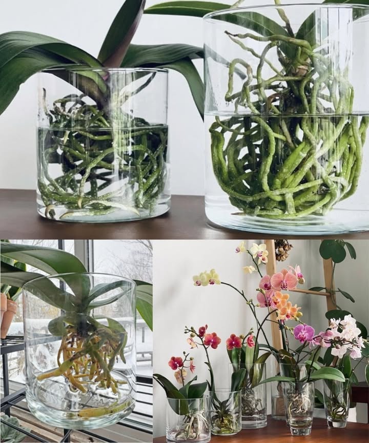 Growing Orchids in Water: A Blend of Beauty and Simplicity 

Orchids are graceful houseplants, admired for their delicate appearance. Hydroponic culture allows you to showcase both roots and blooms while preventing root rot.

 Hydroponic method
 Keep the roots submerged in water for 2 days, then let them dry for 5 days
 Ideal for fragile-rooted orchids or damaged plants in need of recovery
 Mimics the orchids natural growth in the wild

 The perfect container
 A tall, transparent glass or plastic vase
 Rounded shape with a narrow neck to support the stem
 Avoid materials that cause lime deposits

 Preparing the orchid
 Remove all soil, moss, or old substrate
 Clean the roots thoroughly and trim damaged parts with sterile scissors
 Disinfect with hydrogen peroxide and sprinkle cinnamon on cuts
 Place clay pebbles at the bottom to prevent rot

 Water care
 Use non-calcareous water: mineral or rested rainwater
 Replace the water weekly to keep the plant healthy

 Care and blooming
 Provide bright but indirect light
 Keep night temperatures around 8 C to encourage flowering
 Watch the roots grow and flowers bloom, creating a unique indoor display

 Hydroponic cultivation turns orchids into a living artwork, combining elegance, originality, and easy care.