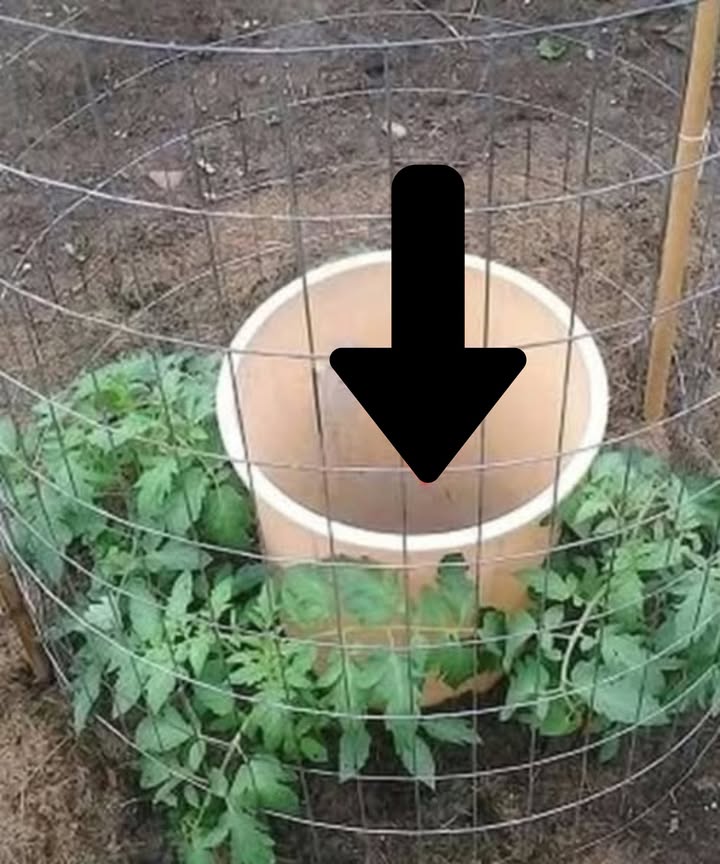 I planted four tomato plants around a trash bin that I drilled with holes at two levels: at the bottom edge and about 25 cm up. The bin was buried so that the upper holes were level with the soil.
I then added two shovels of compost inside to naturally enrich the soil. Every two days, I fill the bin with water, ensuring deep and consistent watering without wetting the leaves, which helps reduce the risk of diseases.
In less than a month and a half, my plants reached 1.62 meters in height, are loaded with green tomatoes, and have about a hundred flower clusters! 
A simple, effective, and productive method for growing healthy tomatoes!