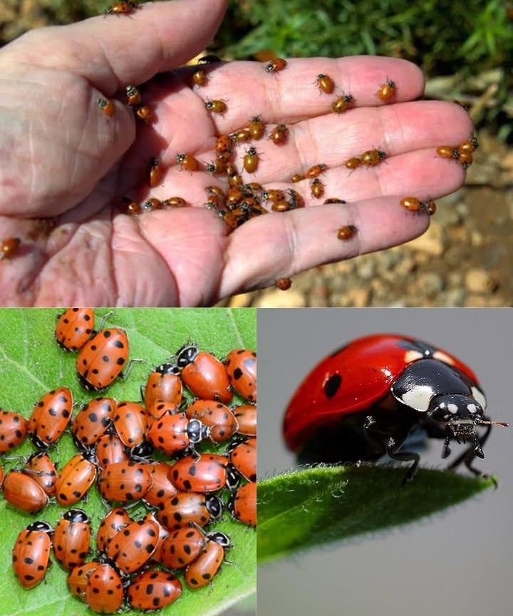How to Attract Ladybugs and Naturally Care for Your Garden 

Ladybugs are great helpers against pests like aphids. To attract them, plant flowers such as cilantro, fennel, dill, and marjoram, which provide nectar and shelter for their larvae.

Avoid chemical pesticides; instead, use natural remedies like black soap or garlic. Create shelters with dry leaves or insect hotels. Keep some weeds like nettle and clover in check, as they can harbor aphids.

Place shallow water dishes so ladybugs can drink.

With these easy steps, your garden will thrive naturally and stay chemical-free.