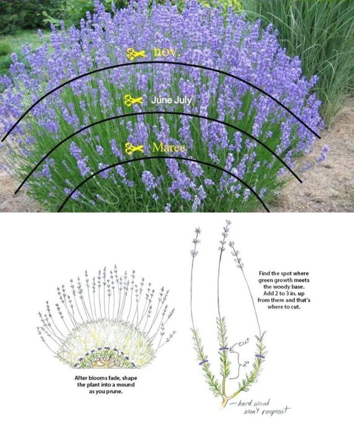 Lavender pruning: the secret to a fragrant and healthy garden 

1 Best time in spring MarchApril: remove dry or frost-damaged branches and trim back about one-third of the plant without cutting into the woody stems.

2 Best time after flowering JuneJuly: prune more deeply just above the green foliage to encourage a second bloom.

3 Tools: use clean, sharp shears to make precise cuts and avoid disease.

4 Shape: give the plant a rounded form so it grows compact and balanced.

5 Flowers: regularly remove faded blooms to extend the flowering season.

6 Growing conditions: plant lavender in full sun, in well-drained, poor soil. Water sparingly and protect it in winter with mulch.

 With these simple steps, your lavender will stay vigorous, aromatic, and beautifully in bloom throughout the season.