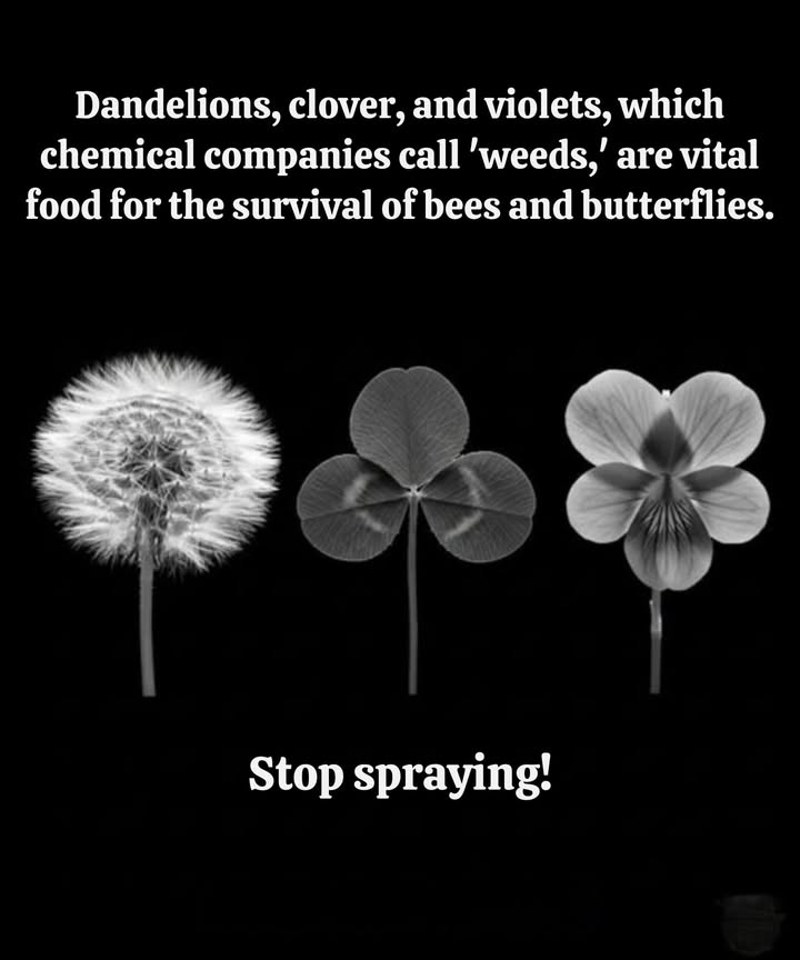 Theyre not weedstheyre food for wildlife
What chemical companies call “weeds” are actually life-saving plants:

 Dandelion  first nectar for bees in early spring.
 Clover  rich source of pollen, keeps lawns alive with pollinators.
 Violets  host plants for fritillary butterflies.

Each spray kills more than plants. It starves the bees, butterflies, and wildlife that depend on them.

 Stop spraying. Let them bloom.
Your lawn can be a sanctuary, not a dead zone.