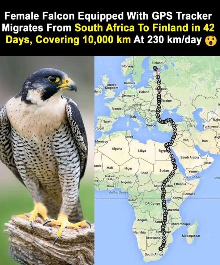 礪 Incredible Falcon Migration Journey

A female falcon equipped with a GPS tracker amazed researchers with her epic journey across continents!

 From South Africa  To Finland
 Duration: 42 days
 Distance: 10,000 km
 Speed: 230 km per day

 Why This Migration is Amazing

Falcons rely on instinct, weather patterns, and landmarks to travel.

This journey spans deserts, seas, and multiple countries.

GPS tracking helps scientists study bird migration, survival, and conservation needs.

 A true symbol of strength, endurance, and natures incredible design.