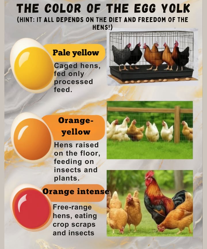 讀 The color of the egg yolk tells the hens story 

 Pale yellow  Caged hens, industrially fed = fewer nutrients.
 Orange yellow  Bar-raised hens, fed on plants and insects = richer, tastier eggs.
 Bright orange  Free-range hens, natural diet = source of omega-3s and vitamins  the true gold standard.

 The hue of the yolk reflects the hens health: the more orange it is, the more nutritious and vibrant the egg.