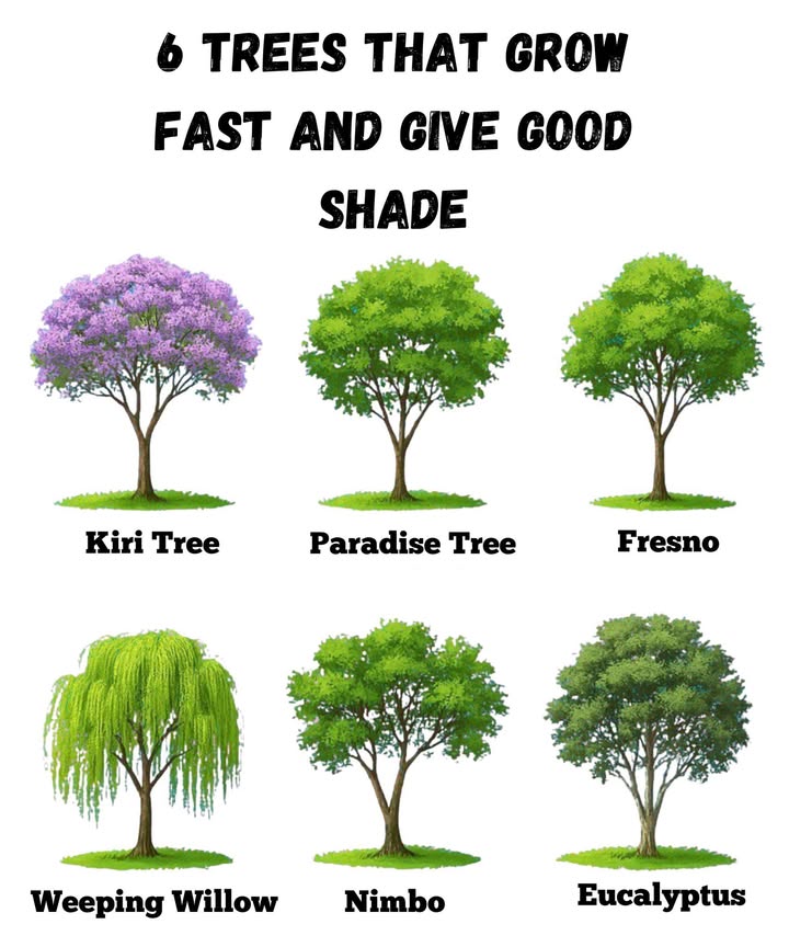 These trees will transform your garden into a paradise in no time!
Fast-growing, abundant shade, and natural beauty. Perfect for warm and cool climates.

 Kiri Tree
 Paradise Tree
 Ash
 Weeping Willow
 Nimbus
 Eucalyptus

Choose the perfect one for your space and enjoy a fresh and vibrant space.