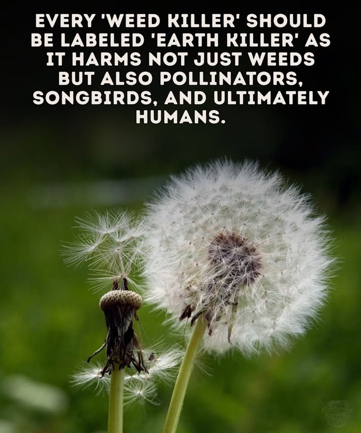 The Lawn Lie
Weve been sold the idea that a perfect lawn is worth more than a living planet.

 Every bottle of weed killer:
 Spreads death through the food chain
 Kills pollinators
 Thins bird populations
 Leaches toxins into waterways

#fblifestyle

 Most weeds are food for pollinators, natural medicine, or soil signals. Theyre not flawstheyre feedback from nature.

 Skip the poison. Let clover bloom, plant wildflowers, and turn your yard into a sanctuary instead of a sterile patch of grass.