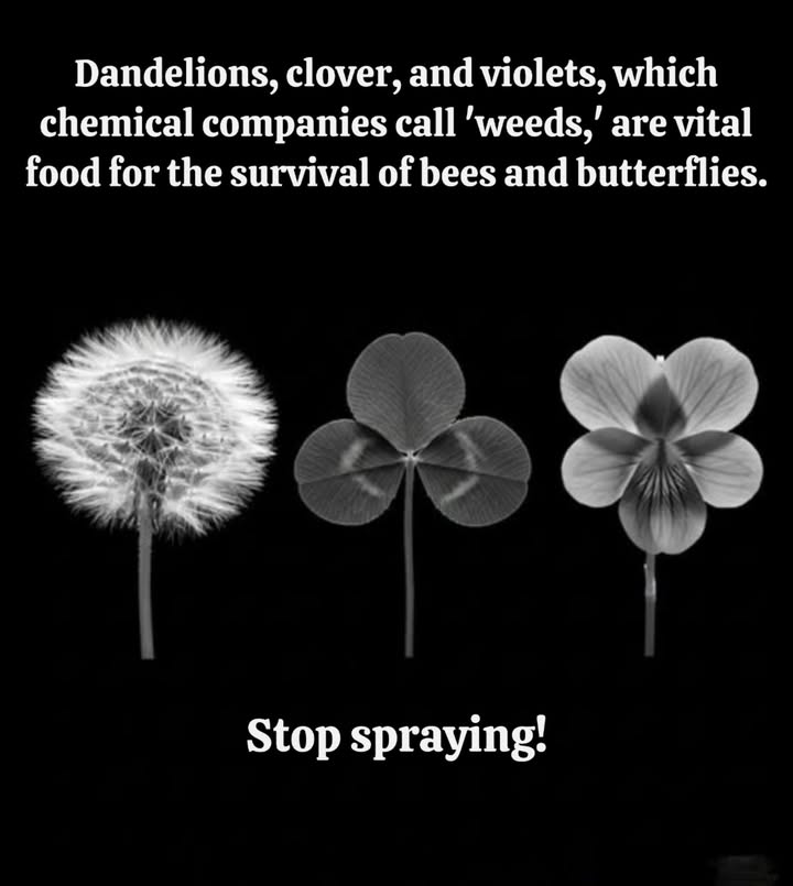 Theyre not weedstheyre food for wildlife
What chemical companies call “weeds” are actually life-saving plants:

 Dandelion  first nectar for bees in early spring.
 Clover  rich source of pollen, keeps lawns alive with pollinators.
 Violets  host plants for fritillary butterflies.

Each spray kills more than plants. It starves the bees, butterflies, and wildlife that depend on them.

 Stop spraying. Let them bloom.
Your lawn can be a sanctuary, not a dead zone.