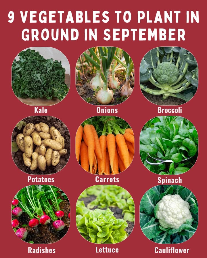 凌 9 Vegetables to Plant in Ground in September

塞 Kale  Thrives in cooler weather

暈 Onions  Perfect for fall planting

復 Broccoli  Grows strong in mild temps

凌 Carrots  Sweeten with autumn chill

凜 Potatoes  Great choice for fall gardens

 Spinach  Quick-growing leafy green

勒 Radishes  Ready to harvest fast

塞 Lettuce  Crisp and fresh for salads

復 Cauliflower  Loves cooler soil conditions