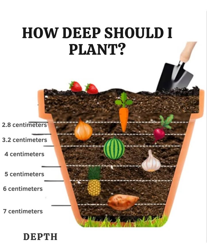 Planting Guide for Bulbs, Vegetables, and Fruits: The Right Depth for Dazzling Blooms and Harvest 凌
 5 cm deep
 Bulbs: Snowdrops Galanthus, crocuses, irises.
塞 Vegetables: Garlic cloves upwards.
 Fruits: Pineapple crown loosely inserted into the soil.
 810 cm deep
 Bulbs: Muscaris, ranunculus, hyacinths, tulips.
凜 Vegetables: Onions, potatoes for starting the crop.
 Fruits: Banana suckers, planted deeply for a good anchorage.
 1520 cm deep
 Bulbs: Daffodils, daffodils, lilies, fritillarias.
凌 Vegetables: Sweet potatoes, Jerusalem artichokes need good rooting.
 Fruits: Grapes  young plants planted deeply for strong roots.
 Essential tips for everyone:
 Plant correctly bulbs and crowns facing upward
 Space the plants according to the size of the bulb or plant
 Enrich the soil with compost or bone meal
 Water after planting and mulch in case of cold weather
Ideal Periods:
 Fall: For spring flowers and hardy root vegetables
 Spring: For summer blooms, strawberries, melons, and heat-loving crops
凜 With the right depth, bulbs, vegetables, and fruits flourish for a magnificent and bountiful garden!