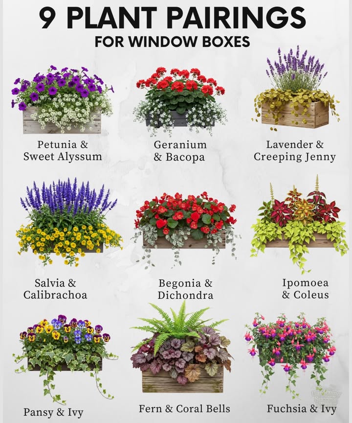 Window Box Inspiration 
 Choose sun-loving flowers like petunias, geraniums, or calibrachoa for bright spots.
 Shade boxes thrive with ferns, coral bells, and impatiens.
 Ivy, creeping jenny, and dichondra add trailing beauty.
 Mix bloomers with foliage for depth, color contrast, and a fuller look.
 Rotate seasonal plants to keep displays vibrant year-round.